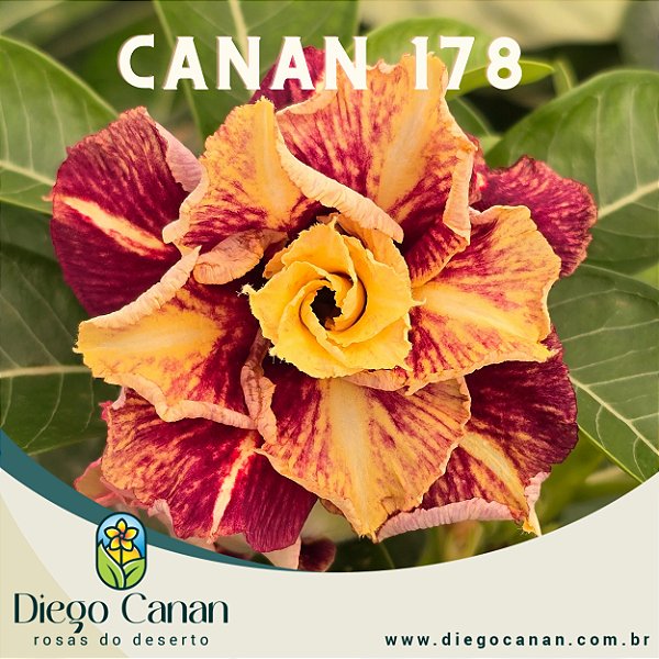 Enxerto CANAN 178 PERFUMADA