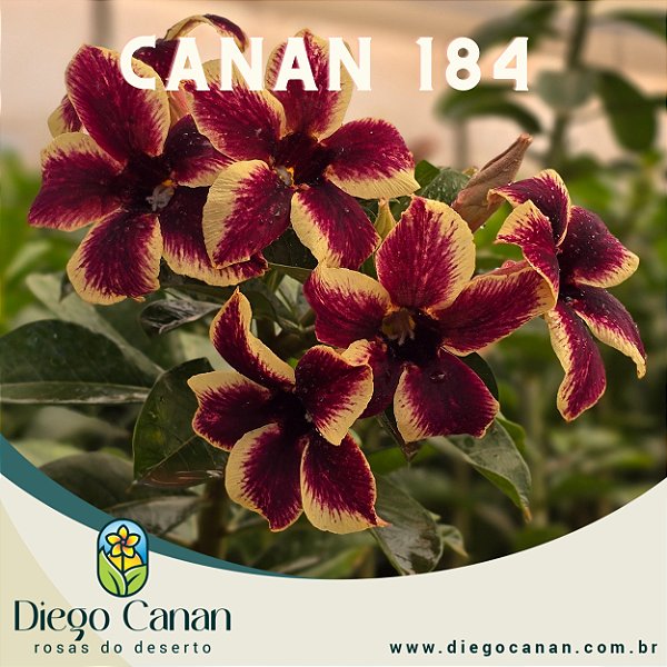 Enxerto CANAN 184 PERFUMADA