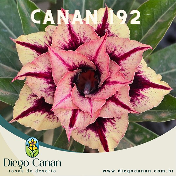 Enxerto CANAN 192 PERFUMADA