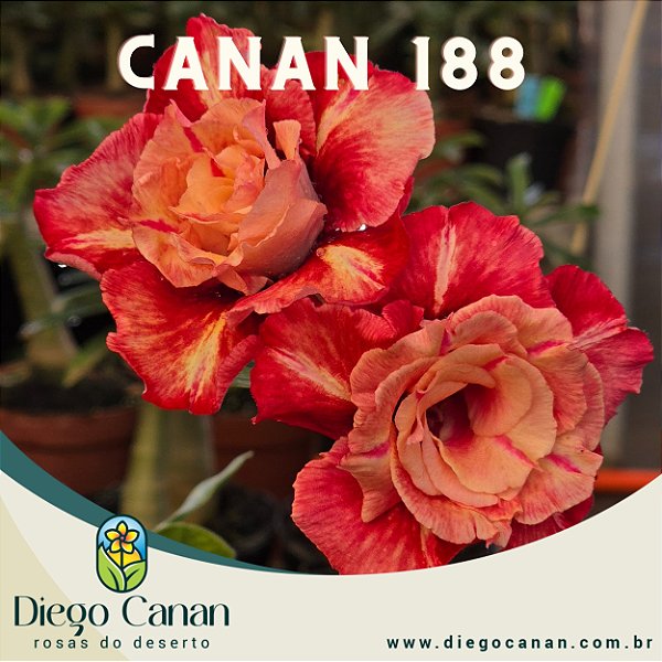 Enxerto CANAN 188 PERFUMADA
