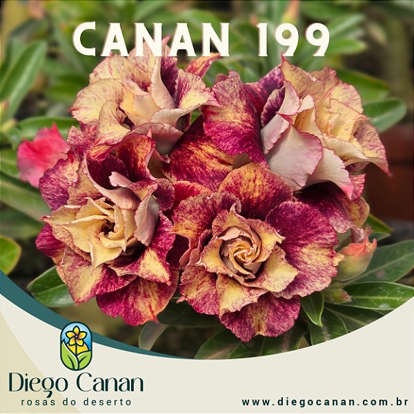 Enxerto CANAN 199 PERFUMADA