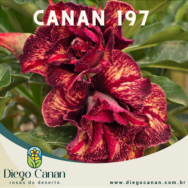 Enxerto CANAN 197 PERFUMADA