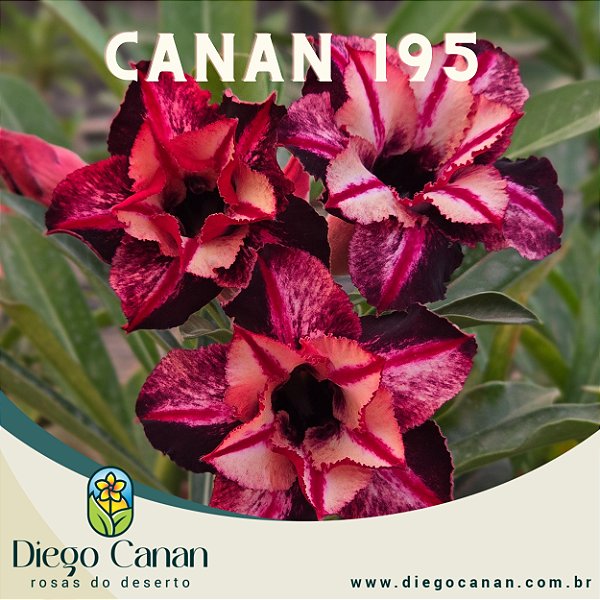 Enxerto CANAN 195 PERFUMADA