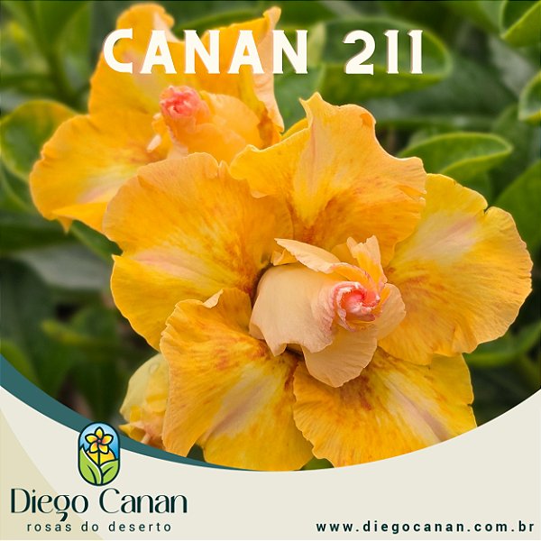 Enxerto CANAN 211 PERFUMADA