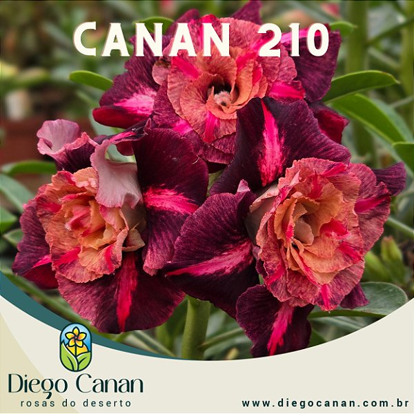 Enxerto CANAN 210 PERFUMADA