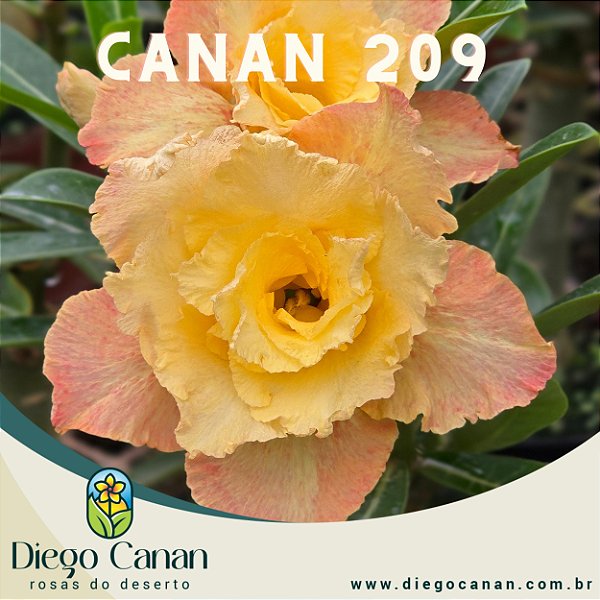 Enxerto CANAN 209 PERFUMADA
