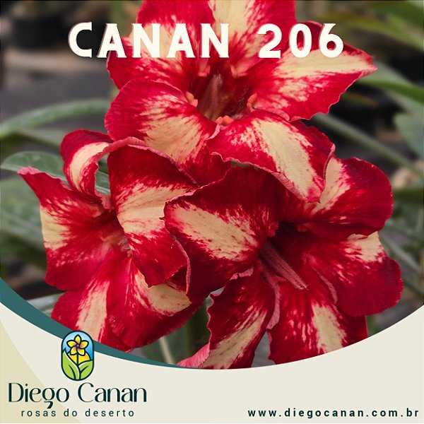 Enxerto CANAN 206 PERFUMADA