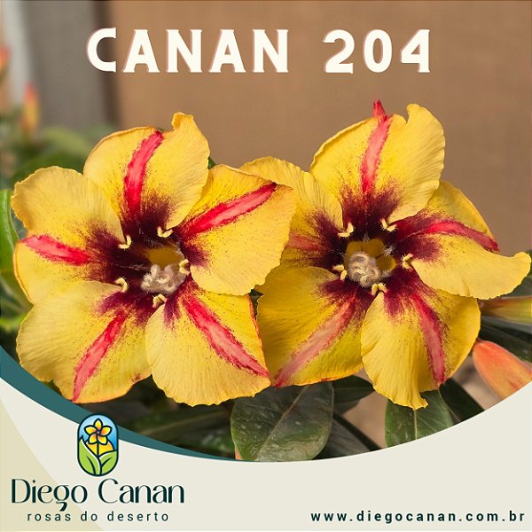 Enxerto CANAN 204 PERFUMADA