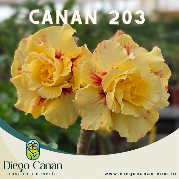 Enxerto CANAN 203 PERFUMADA