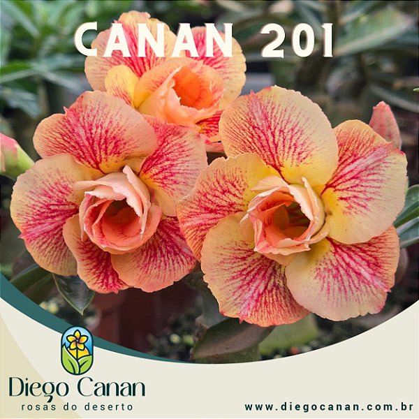 Enxerto CANAN 201 PERFUMADA