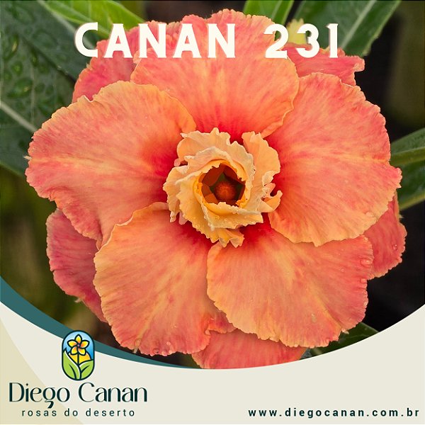 Enxerto CANAN 231 PERFUMADA