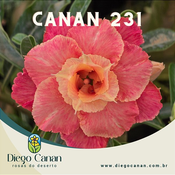 Enxerto CANAN 231 PERFUMADA