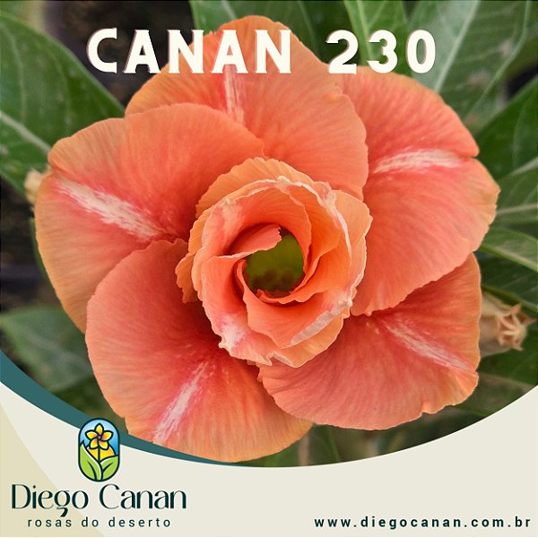 Enxerto CANAN 230 PERFUMADA