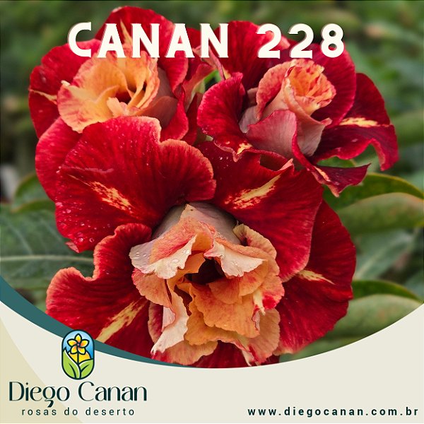 Enxerto CANAN 228 PERFUMADA