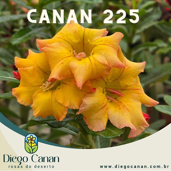 Enxerto CANAN 225 PERFUMADA