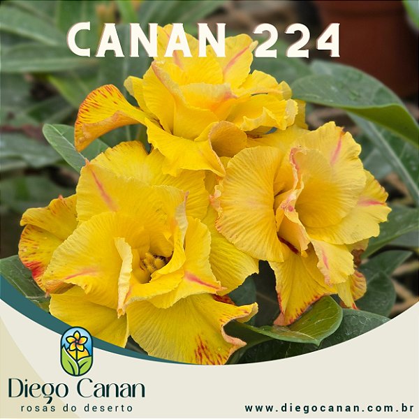 Enxerto CANAN 224 PERFUMADA