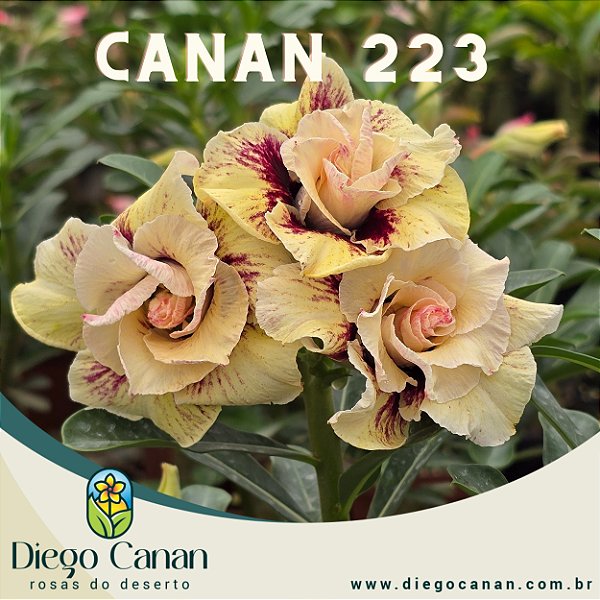 Enxerto CANAN 223 PERFUMADA