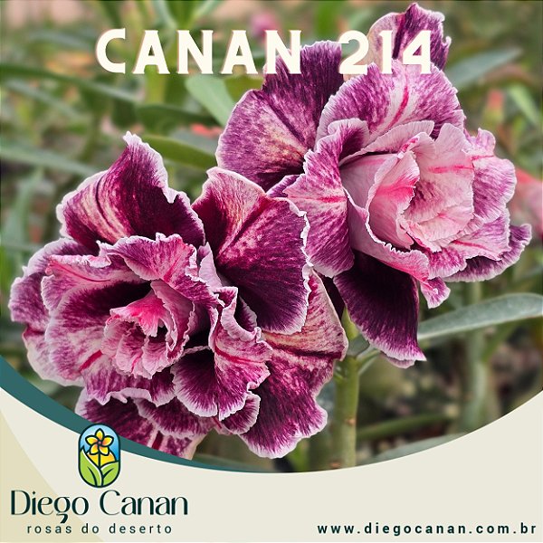 Enxerto CANAN 214 PERFUMADA