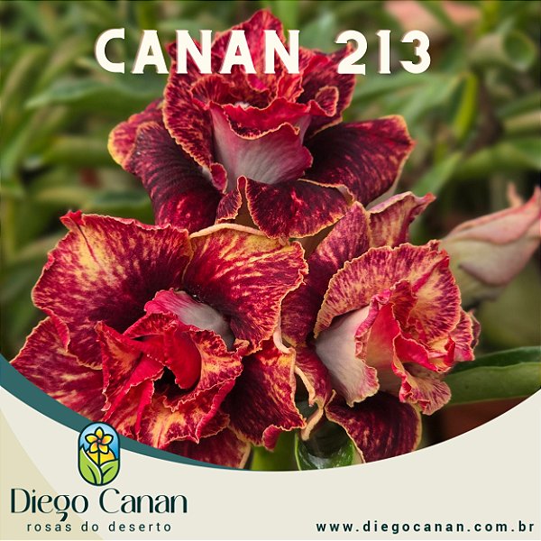 Enxerto CANAN 213 PERFUMADA