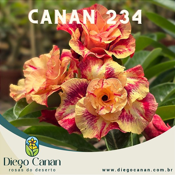 Enxerto CANAN 234 PERFUMADA