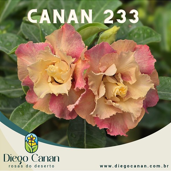 Enxerto CANAN 233 PERFUMADA