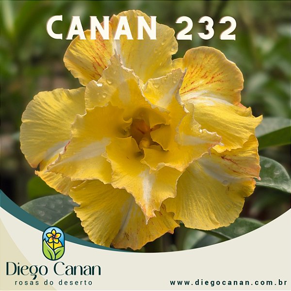 Enxerto CANAN 232 PERFUMADA