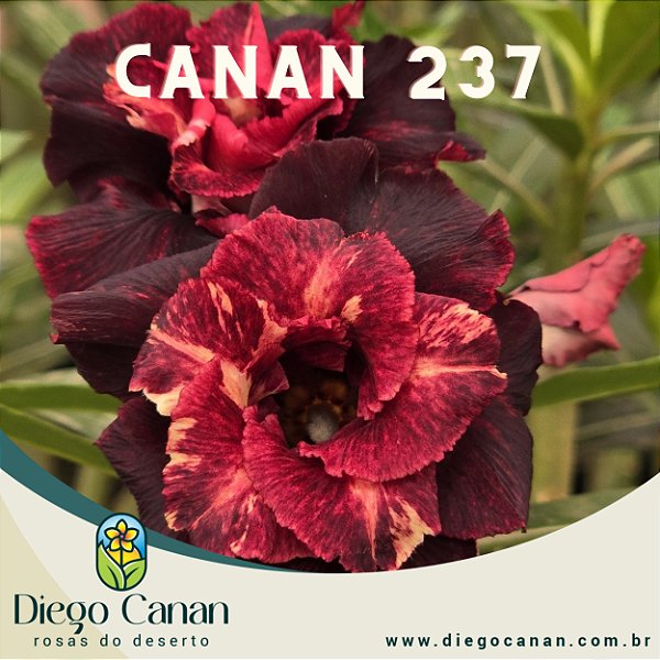 Enxerto CANAN 237 PERFUMADA