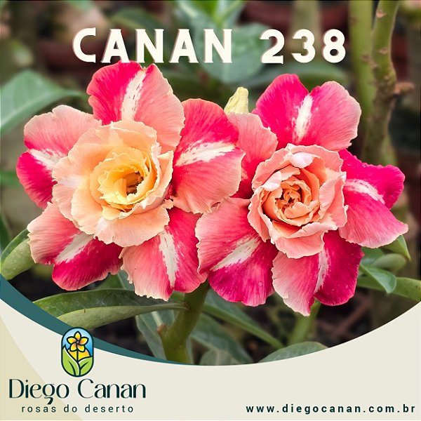 Enxerto CANAN 238 PERFUMADA
