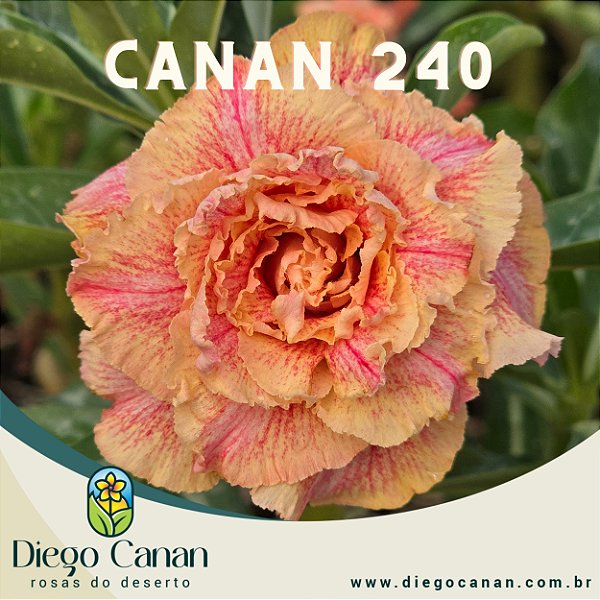 Enxerto CANAN 240 PERFUMADA