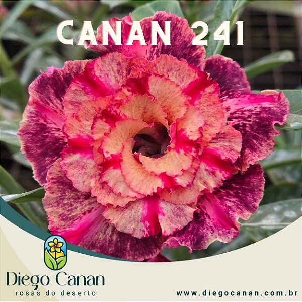 Enxerto CANAN 241 PERFUMADA