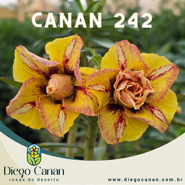 Enxerto CANAN 242 PERFUMADA