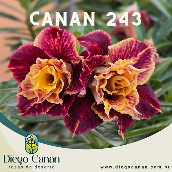 Enxerto CANAN 243 PERFUMADA
