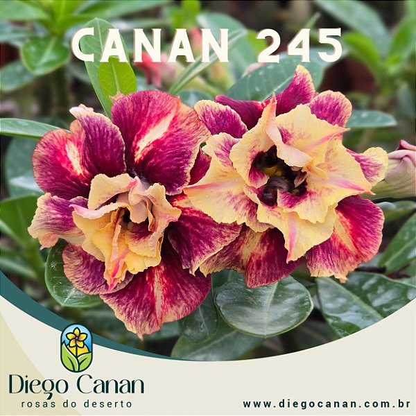 Enxerto CANAN 245 PERFUMADA