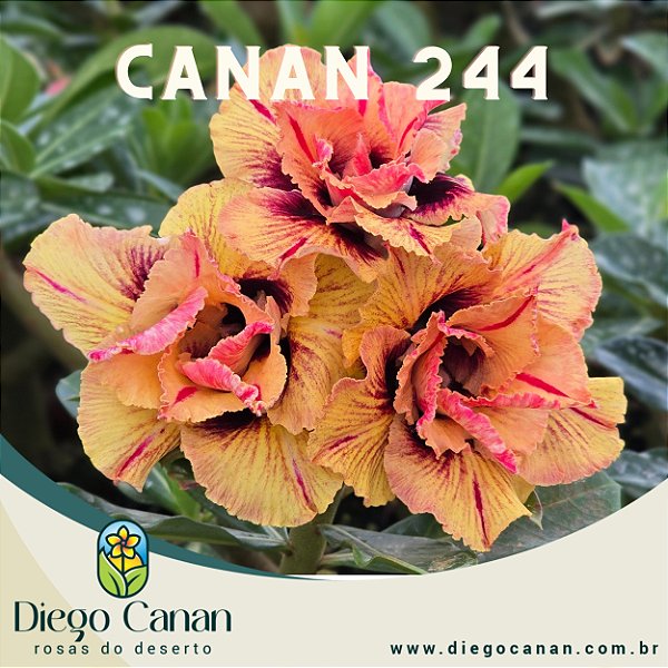 Enxerto CANAN 244 PERFUMADA