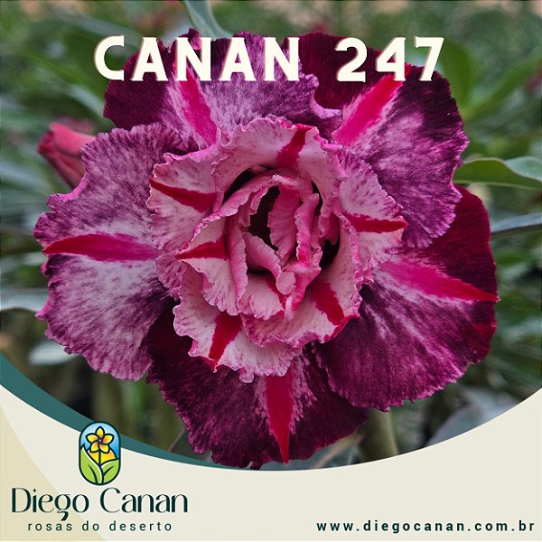 Enxerto CANAN 247 PERFUMADA