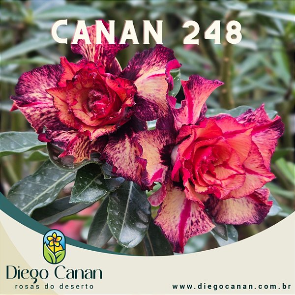 Enxerto CANAN 248 PERFUMADA