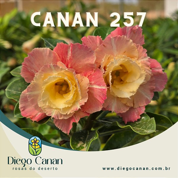 Enxerto CANAN 257 PERFUMADA