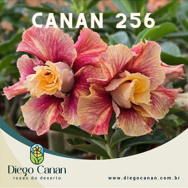 Enxerto CANAN 256 PERFUMADA