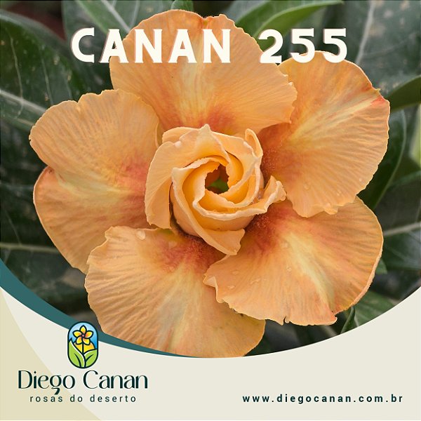 Enxerto CANAN 255 PERFUMADA