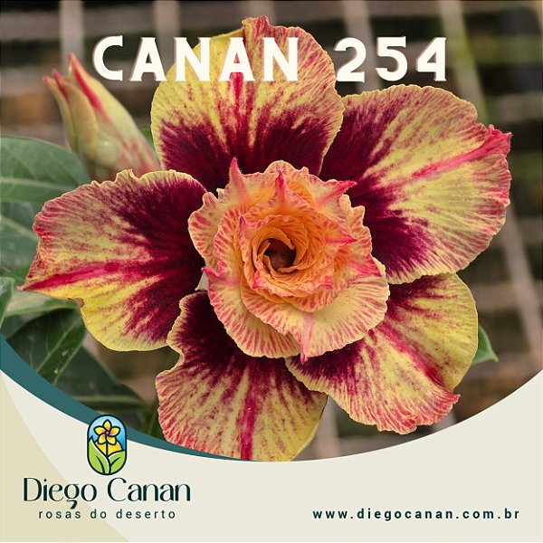Enxerto CANAN 254 PERFUMADA