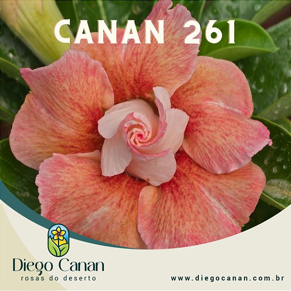 Enxerto CANAN 261 PERFUMADA