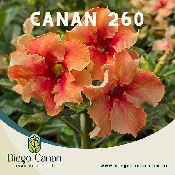 Enxerto CANAN 260 PERFUMADA