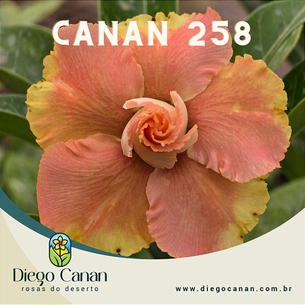 Enxerto CANAN 258 PERFUMADA