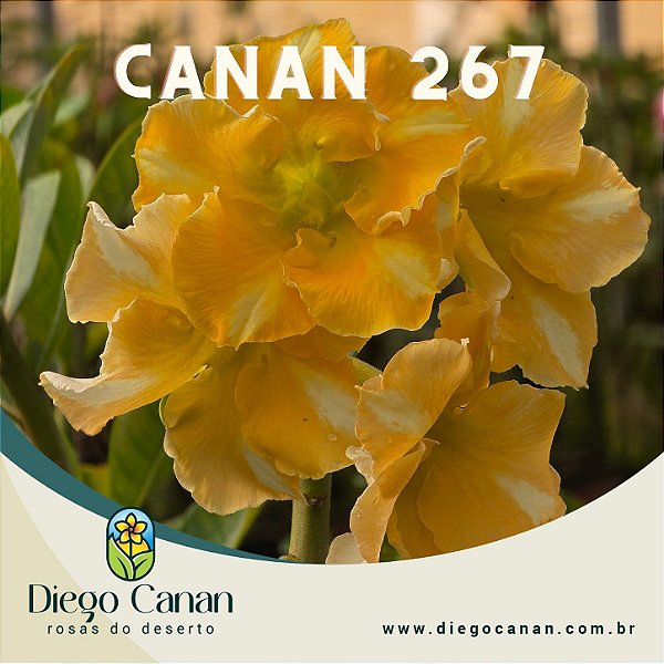 Enxerto CANAN 267 PERFUMADA