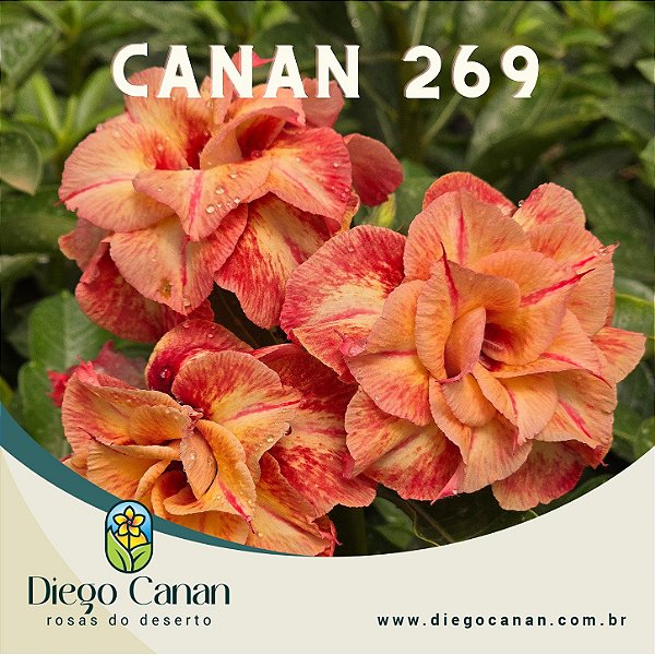 Enxerto CANAN 269 PERFUMADA