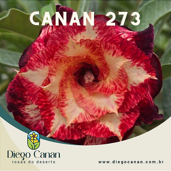 Enxerto CANAN 273 PERFUMADA