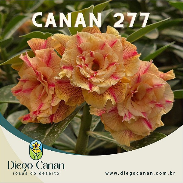 Enxerto CANAN 277 PERFUMADA