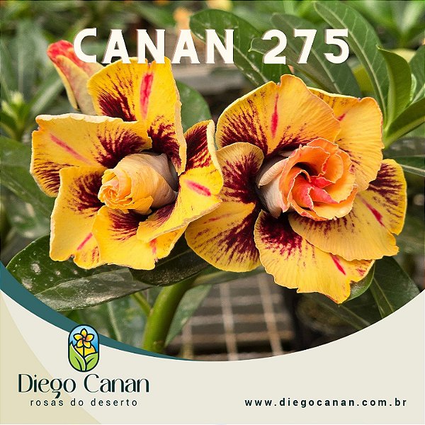 Enxerto CANAN 275 PERFUMADA