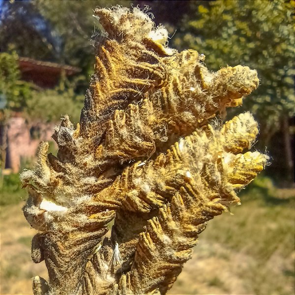 Palma Dulce - Incenso Natural - 25g