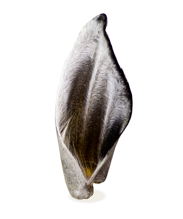 Orelha Bovina 1un - Alecrim Pet